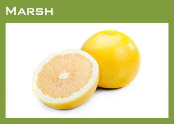 Citrus Growers South Africa Image