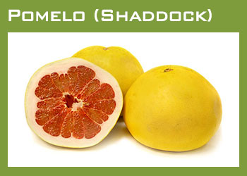 Citrus Producers South Africa Image