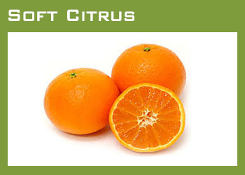Citrus Growers South Africa Image