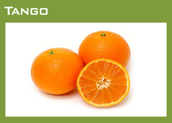 Citrus Growers South Africa Image